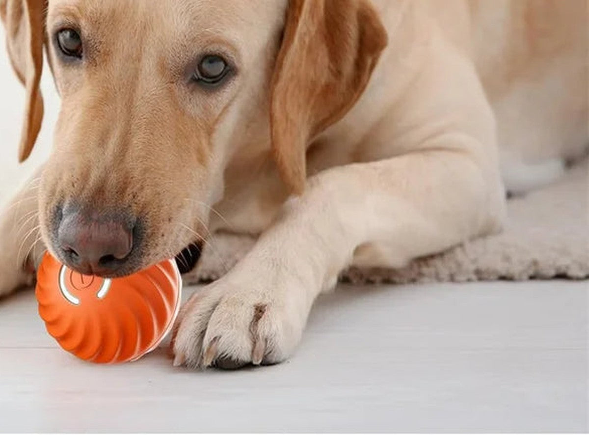 Yellow Labrador chewing the orange textured rubber ball on a pale wood floor